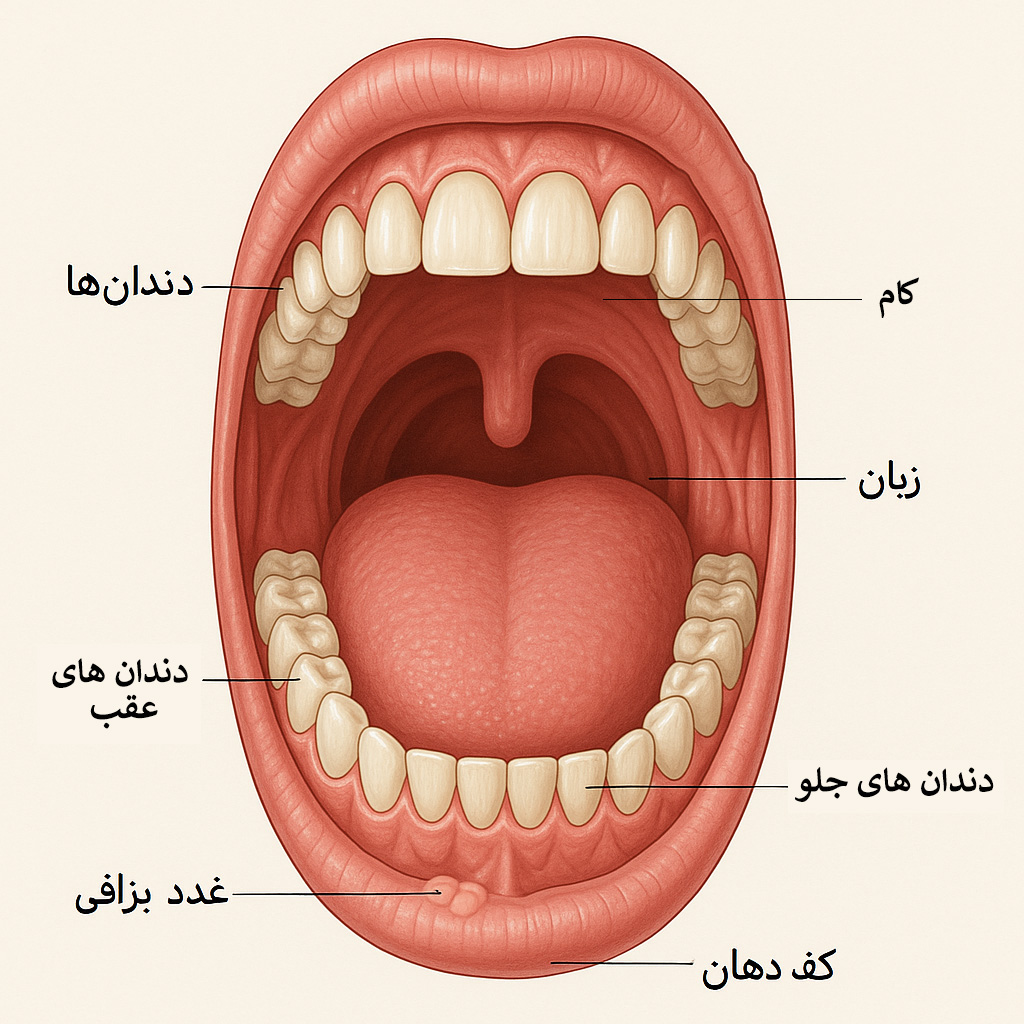 اجزای دهان