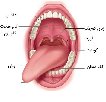 ساختار و آناتومی دهان